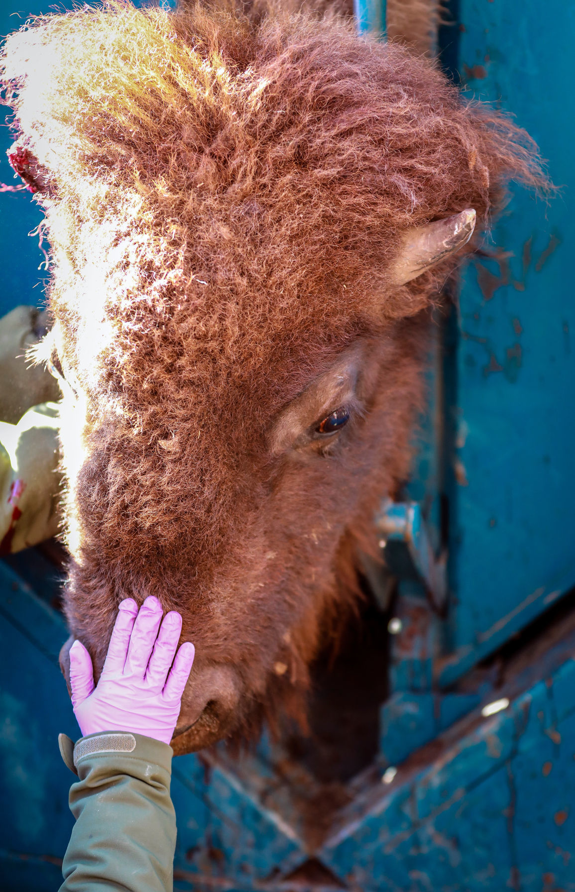 Bison Round Up and Wind Cave National Park